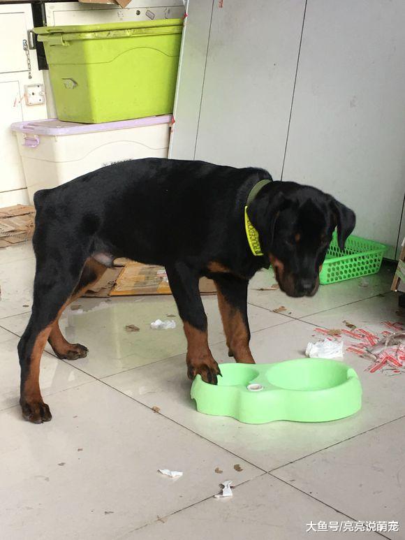 罗威纳太不老实了，它看门是挺不错的，可拆家也不逊色