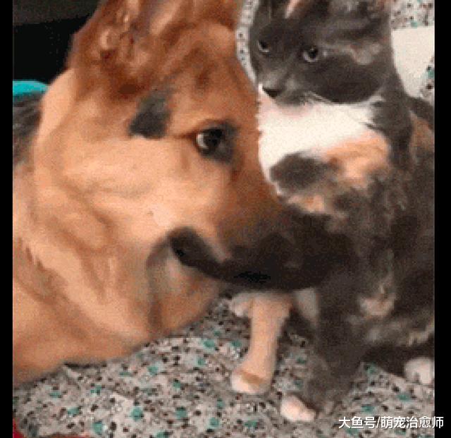 德牧向猫咪撒娇求它舔毛，这一脸的娇羞样子，反差萌太大了！