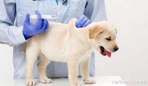 养狗的注意了，如果做不到这几点，就是“害了”它