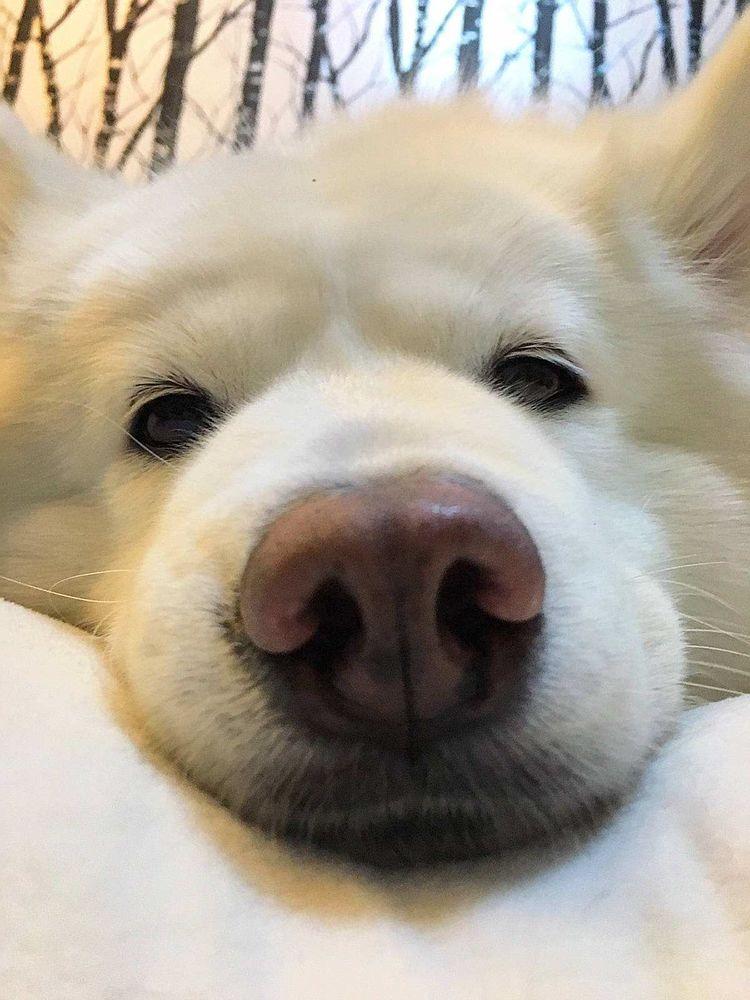 路人: 狗子, 我以为你是迷路了, 没想到你是个越狱惯犯