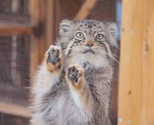 世界上最胖的猫科动物，体型小，杀伤力强，人称“沙漠特种兵”