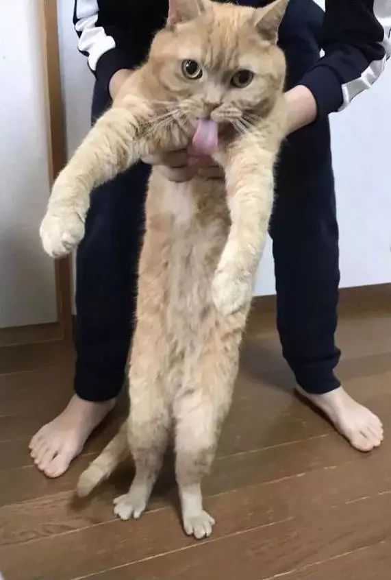 问：猫能长多长？喵星人：一不小心比铲屎官腿还长