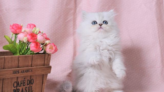 小米爆款黑科技“灭菌笔”灭菌只需3秒，有它父母不再反对养宠物