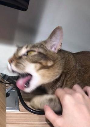 猫咪睡觉闻到主人手，立刻惊醒干呕，主人惊呆：我的手这么臭吗