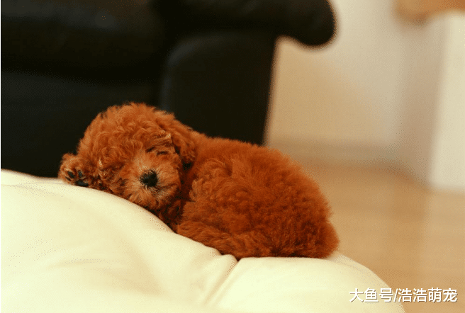 狗狗的5種睡姿代表5種不同的意思，你都知道嗎？