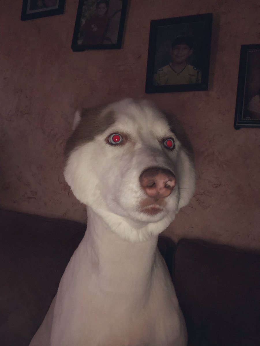 二哈惨被剃光毛，饲主发照片，然后大波苦主到达现场