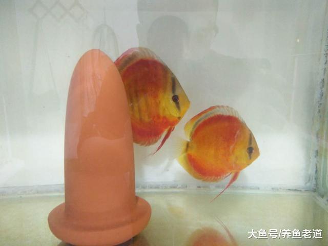 对于观赏鱼的雌雄鉴别问题，一切都在细微处观察！