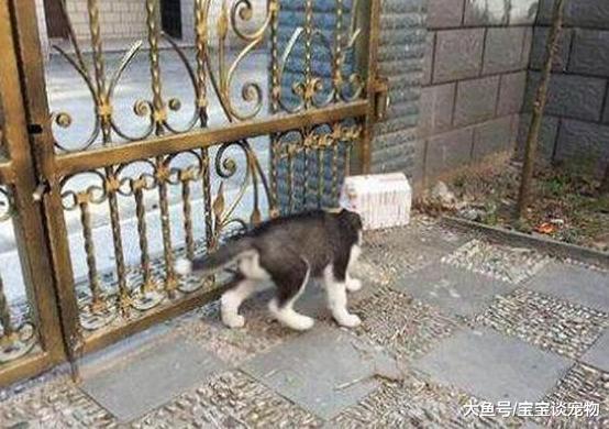 派二哈出门取快递，一个小时都不见回来，主人下楼一看笑得扶墙