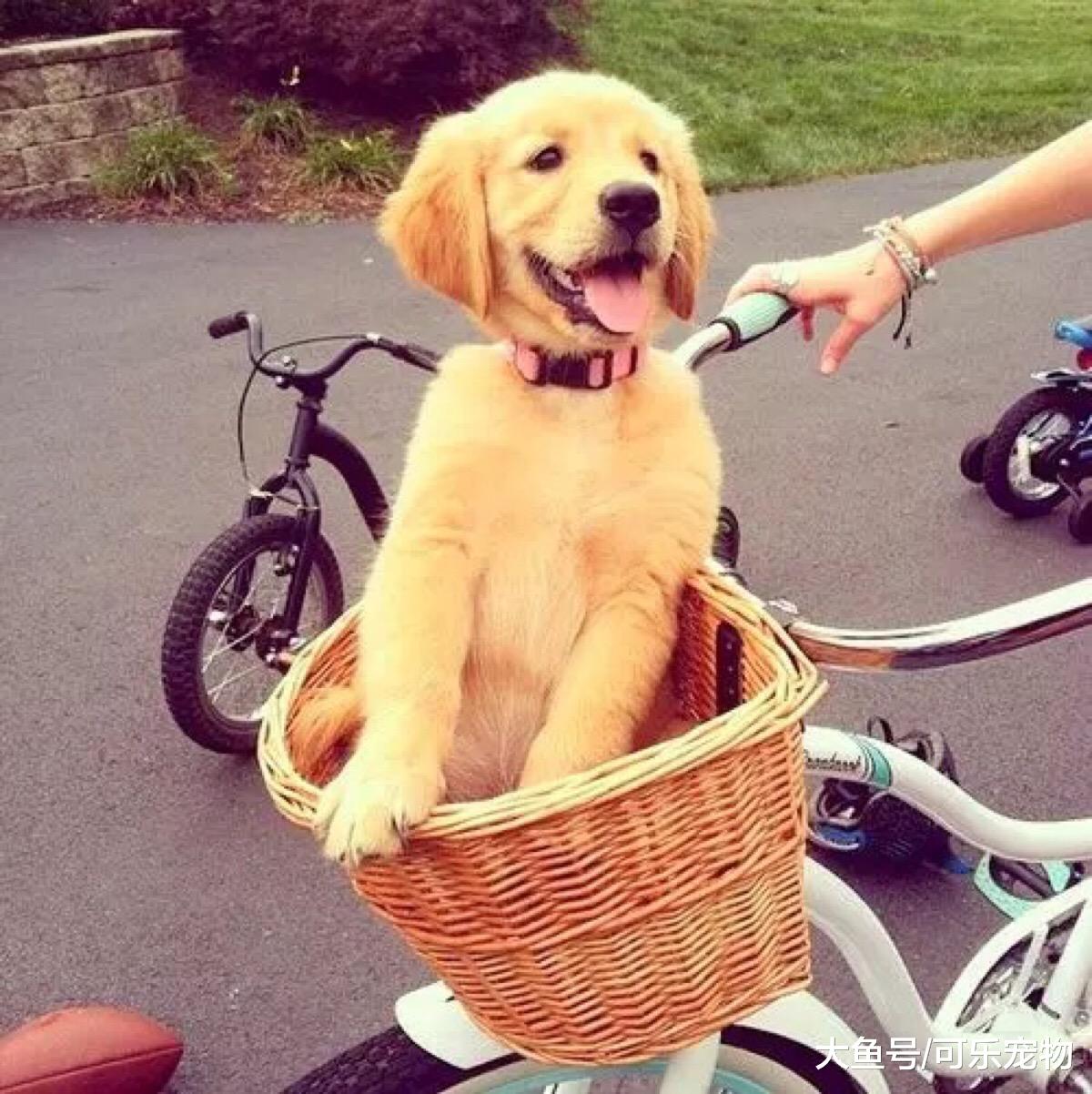 嘴馋的金毛想吃排骨，但主人装作没看见，接着金毛眼神里全是戏