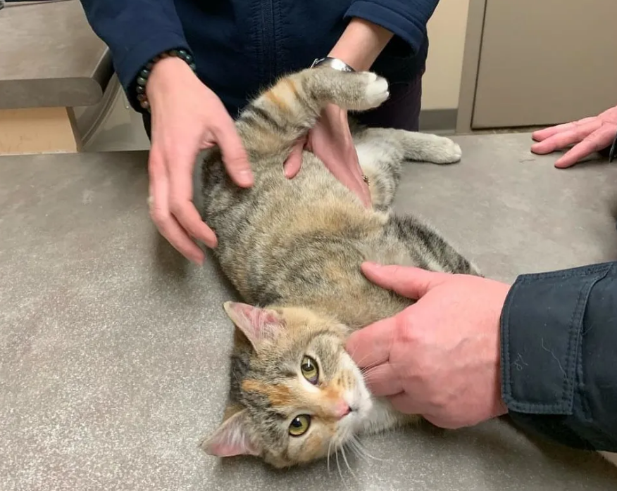 天气太过寒冷，聪明的三花猫主动敲门求助，希望人们让它进门取暖