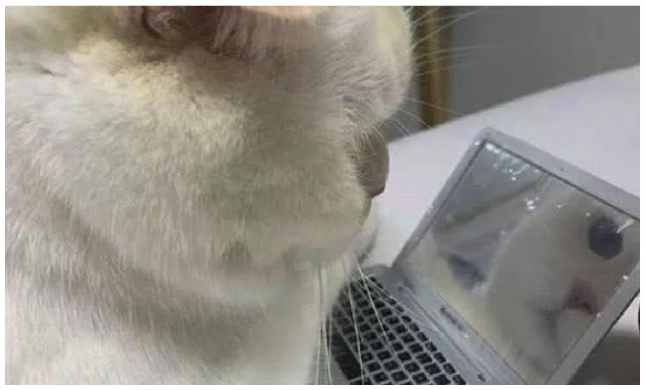 猫咪妨碍主人办公, 主人给它“高配电脑”, 开箱后它脸色大变