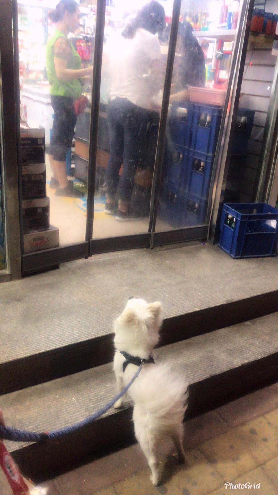 北京市大兴区枣园北里寻找白色公博美