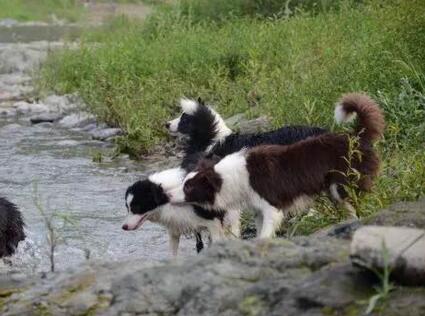 边境牧羊犬常见的日常饲养信息