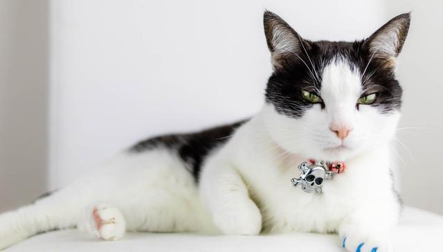 你有见过上白下黑的猫吗, 猫咪的花纹和怀孕时期有关