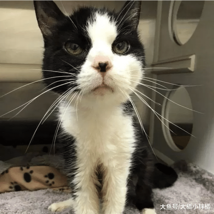 20岁老猫不能控制大小便，主人将它抛弃，再次被领养后很依恋恩人