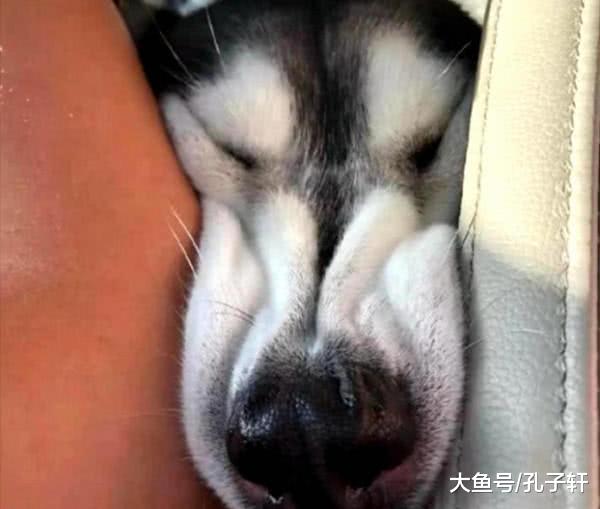 主人不让二哈做副驾驶，上个厕所的功夫，回来一看车都没法开了