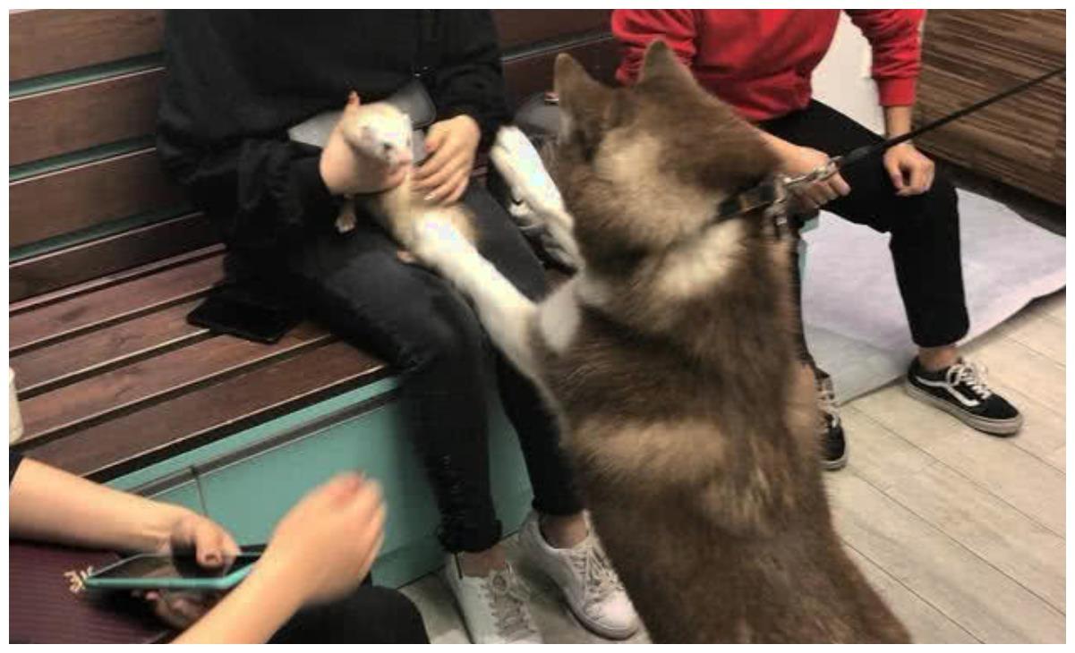 大狗狗第一次见到貂, 双方会面如同红楼梦: 这个妹妹我曾见过的