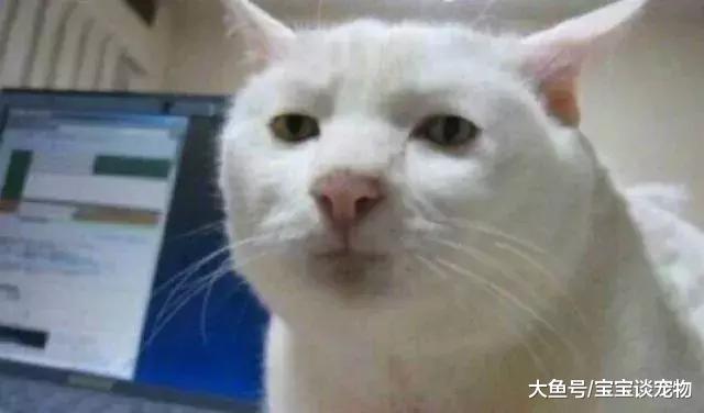 化了妆的猫，就像化了妆的女人一样不可信！