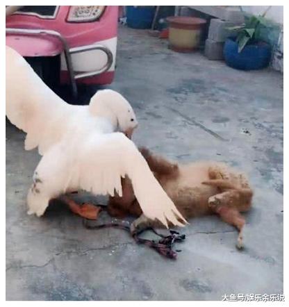 男子将金毛送回老家，第二天老爸发来照片，男子一看顿时笑喷了