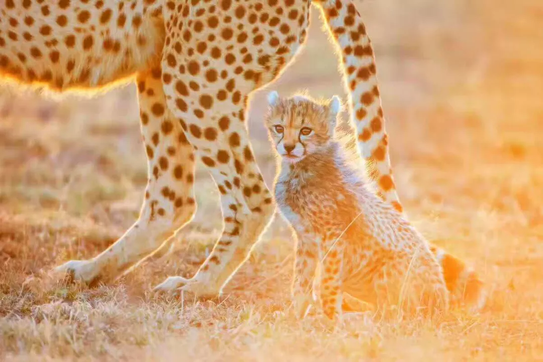 遇肯尼亚（三）难以描述的神奇