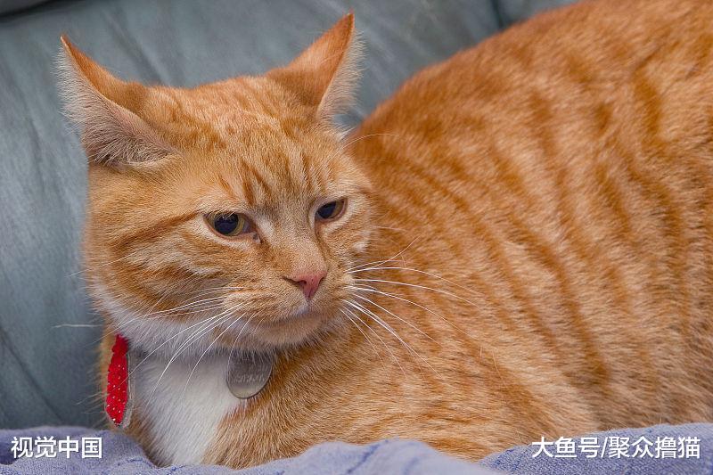 小母猫生气了，橘猫用这样的方式哄它，男同志们要向橘猫学习了