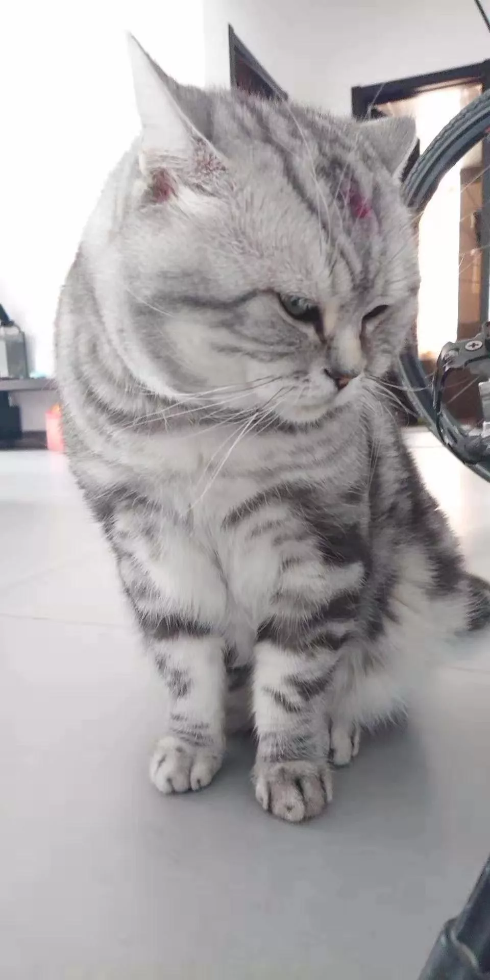 大头猫咪天生爱吃醋，一早起身就霸占主人的大腿不让另外两只猫咪靠近