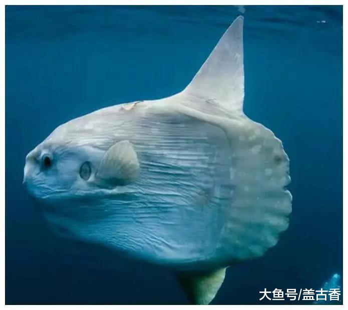 这种生物天生不怕死，遇上强敌也淡定从容，活不到成年就会被吃掉