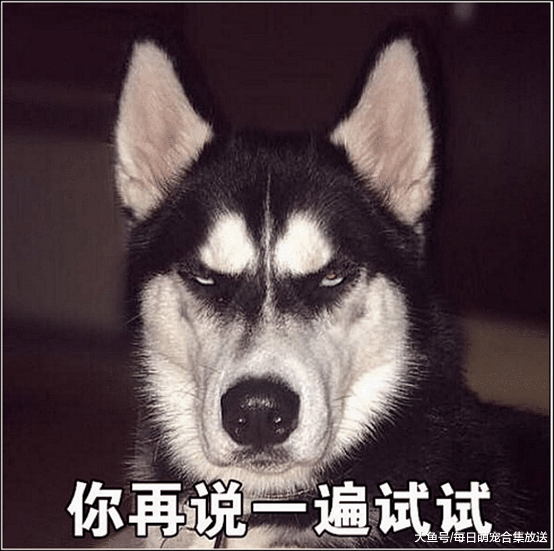 女主内急，把二哈栓车上就跑去上厕所了，回来一看顿时不淡定了