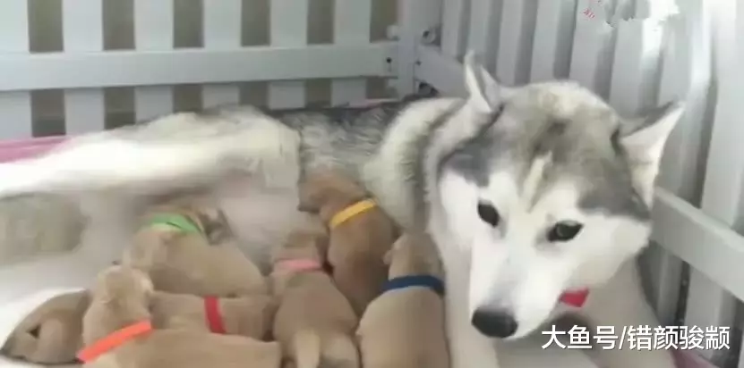 金毛妈妈不在家，结果宝宝们对哈士奇做出这种举动，二哈吓懵了