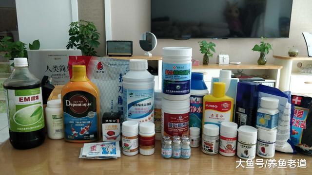 怎么饲养观赏鱼是我们自己的事，做好以下工作无需别人指指点点