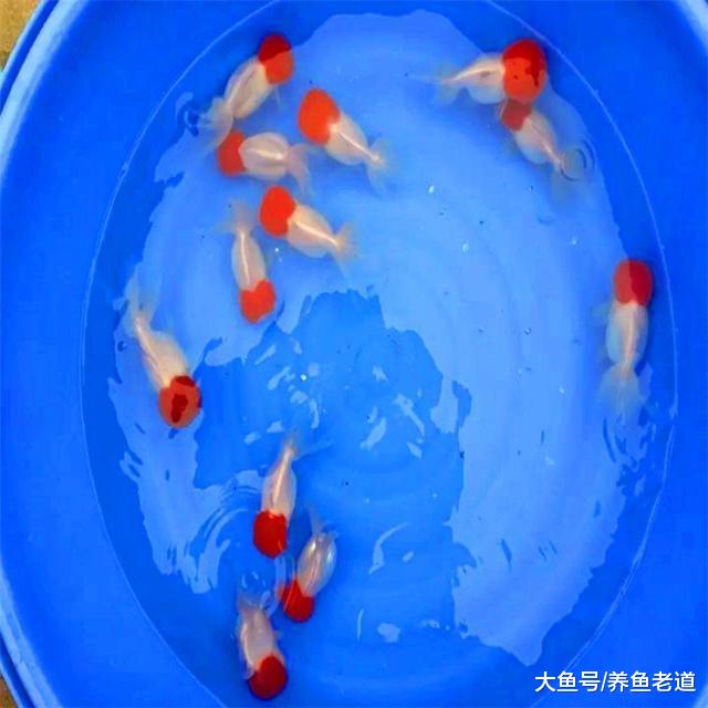 有些观赏鱼病并不传染，为什么到最后，整缸观赏鱼都会患上呢？