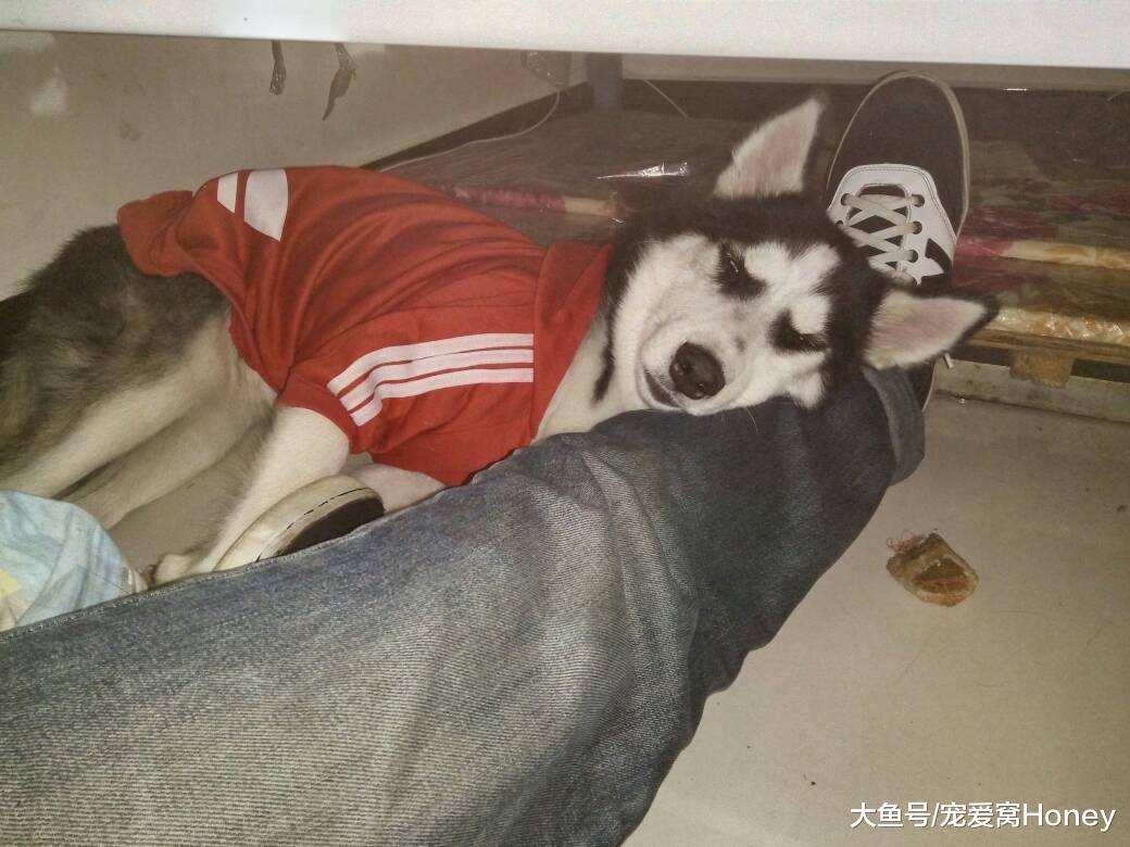 讀懂狗狗的睡姿，讓你更了解，狗狗是不是很喜歡你！