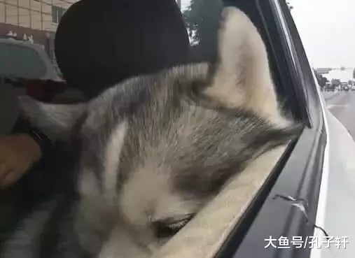 二哈失恋了，主人开车带二哈兜风，二哈：好想离开这个伤心的城市