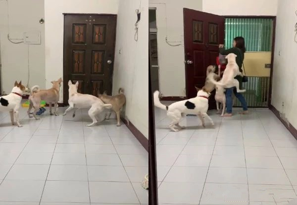 4只狗狗弹簧式暴动迎接！请问女主人是离家了3年吗？