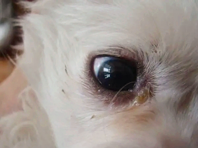 什么是星期狗？买狗时若狗狗有这3种表现，千万不要买