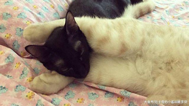 橘猫每次睡觉的时候，都喜欢用腿夹着黑猫睡觉，求黑猫的心里阴影