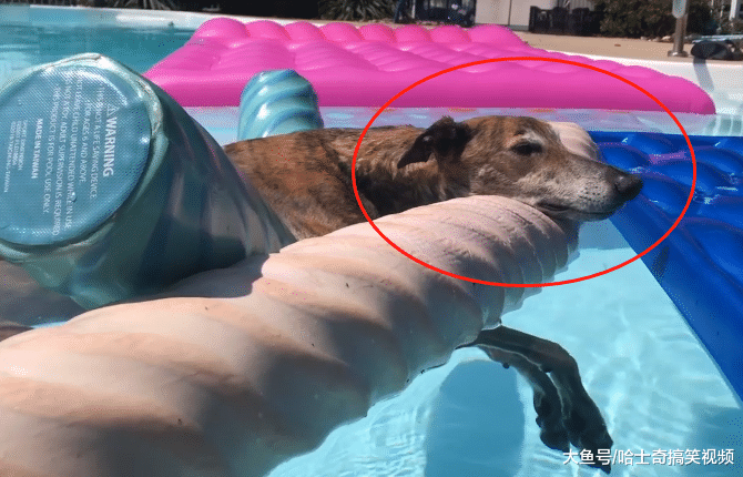 狗狗去学游泳，结果主人却被逗笑了，主人：这里不是澡堂啊
