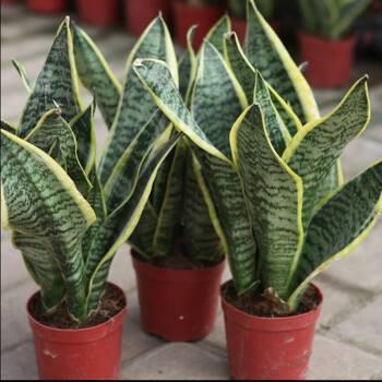 你的花一蔫就浇水，难怪养1盆死1盆！再不注意这些细节会出问题哟