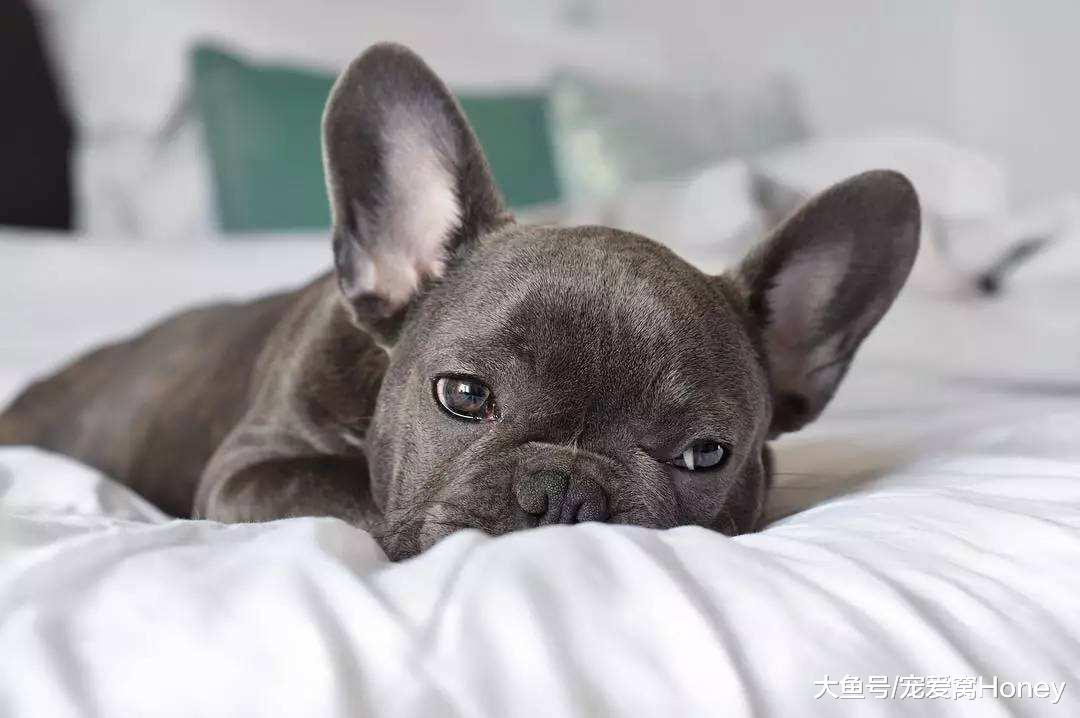 我要是“尋狗啟事”里面那個狗狗，估計是被氣得離家出走的！