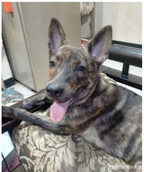 与朋友聚会完，爱犬回到家大字型醉倒沙发让主人看傻：怎么变醉汉