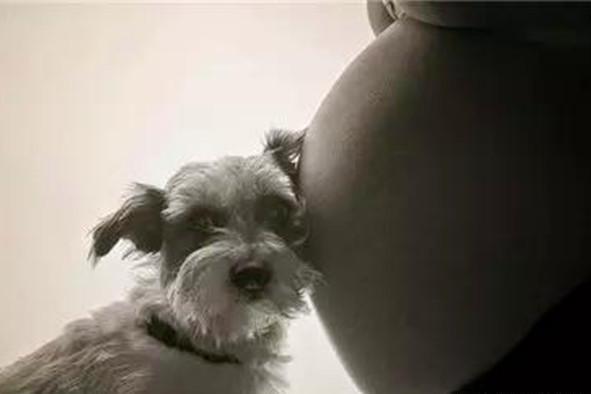 懷孕期間養狗導致胎兒畸形？