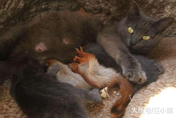 猫妈妈领养四只小松鼠，每天喂奶陪玩，造就跨越物种的亲情