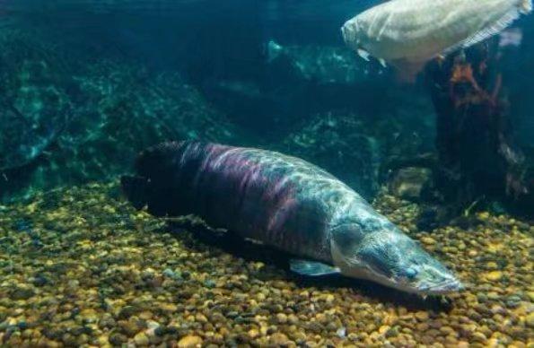 『水底奥秘』把淡水鱼丢到海里，鱼会变成怎么样？