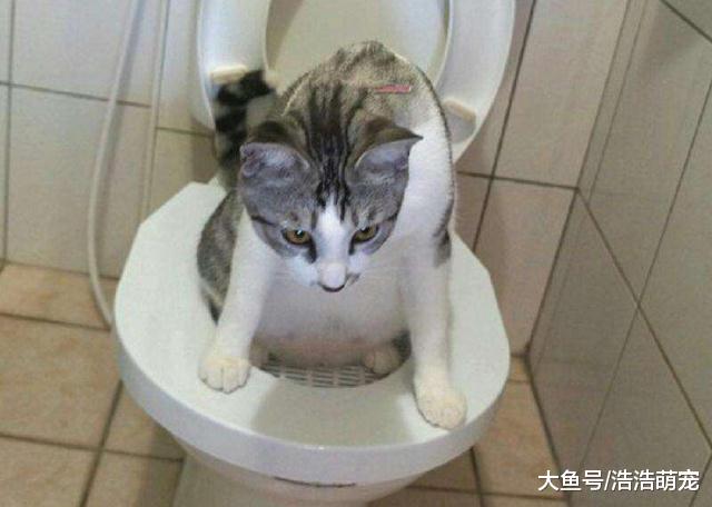 下面5件事只有智商高的猫咪才能做到，你家都会吗？