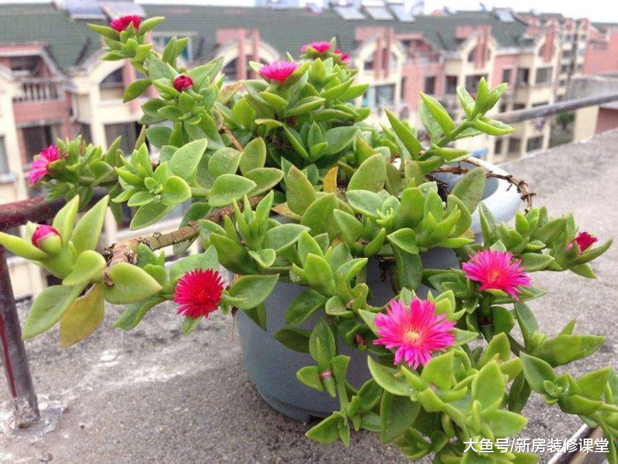 最適合春天種植的3種花卉，一起來看看吧！