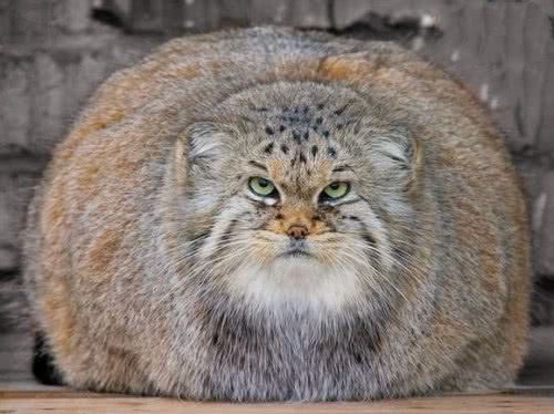 世界上最胖的猫科动物，体型小，杀伤力强，人称“沙漠特种兵”