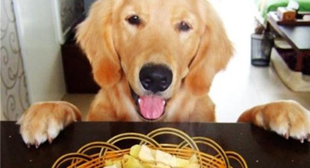 给狗子太多零食的三个坏处，我都知道可我没法拒绝你啊