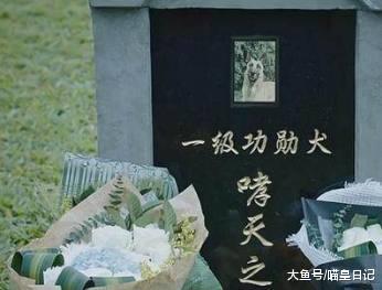 这种狗狗只有正常犬一半寿命，但却用它们一生，守护了地球的和平