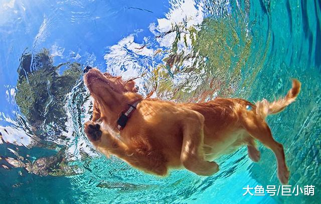夏天想带狗狗一起去游泳，考虑下养这8种狗狗，它们都是游泳健将