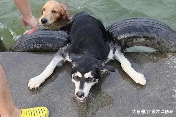 哈士奇被主人踢下水差点丧命，还好有金毛在，二哈：我跟错了人